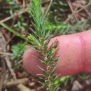 Thymelaea coridifolia (Lam.) Endl. subsp. coridifoliaThymelaea coridifolia (Lam.) Endl. subsp. coridifolia