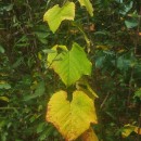 Vitis labrusca L.Vitis labrusca L.