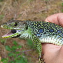 Timon lepidus (Daudin, 1802)Timon lepidus (Daudin, 1802)