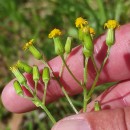 Senecio sylvaticus L.Senecio sylvaticus L.