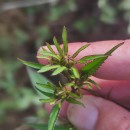 Bidens frondosa L.Bidens frondosa L.