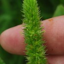 Amaranthus retroflexus L.Amaranthus retroflexus L.