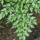 Oenanthe crocata L.Oenanthe crocata L.