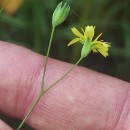 Lapsana communis L.Lapsana communis L.