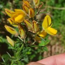 Ulex europaeus L. subsp. latebracteatus (Mariz) Rothm.Ulex europaeus L. subsp. latebracteatus (Mariz) Rothm.