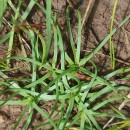Plantago maritima L. subsp. serpentina (All.) Arcang.Plantago maritima L. subsp. serpentina (All.) Arcang.