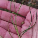 Carex depressa Link subsp. depressaCarex depressa Link subsp. depressa