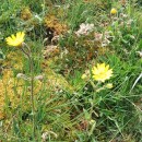 Arnica montana  L.Arnica montana  L.