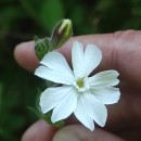 Silene latifolia Poir.Silene latifolia Poir.