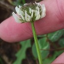 Trifolium repens L.Trifolium repens L.