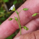 Cerastium fontanum Baumg. subsp. vulgare (Hartm.) Greuter & BurdetCerastium fontanum Baumg. subsp. vulgare (Hartm.) Greuter & Burdet