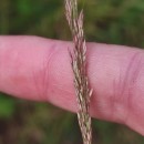 Agrostis canina L.Agrostis canina L.