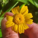 Coleostephus myconis (L.) Reichenb. fil.Coleostephus myconis (L.) Reichenb. fil.