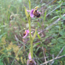 Ophrys scolopax Cav.Ophrys scolopax Cav.