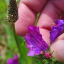Echium plantagineum L.Echium plantagineum L.