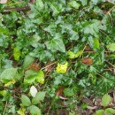 Hedera hibernica (G. Kirchn.) Bean‹Hedera hibernica (G. Kirchn.) Bean‹