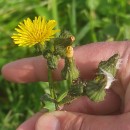 Sonchus oleraceus L.Sonchus oleraceus L.