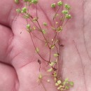 Radiola linoides RothRadiola linoides Roth
