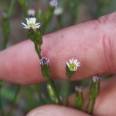Symphyotrichum squamatum (Spreng.) G.L.NesomSymphyotrichum squamatum (Spreng.) G.L.Nesom