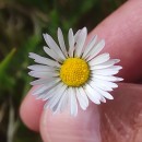 Bellis sylvestris Cyr.Bellis sylvestris Cyr.
