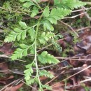 Asplenium adiantum-nigrum  L.Asplenium adiantum-nigrum  L.