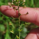 Capsella bursa-pastoris (L.) Medik.Capsella bursa-pastoris (L.) Medik.
