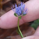 Jasione montana L.Jasione montana L.