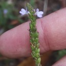 Verbena officinalis L.Verbena officinalis L.