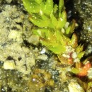 Crassula tillaea Lest.-Garl.Crassula tillaea Lest.-Garl.