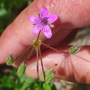 Erodium cicutarium (L.) L'Hér. ex Ait.Erodium cicutarium (L.) L'Hér. ex Ait.