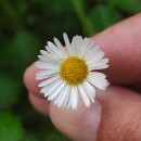 Erigeron karvinskianus DC.Erigeron karvinskianus DC.