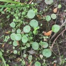 Hydrocotyle vulgaris L.Hydrocotyle vulgaris L.