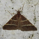 Petrophora narbonea (Linnaeus, 1767)Perigune narbonea (Linnaeus, 1767)