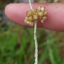 Helichrysum luteoalbum (L.) Rchb.Helichrysum luteoalbum (L.) Rchb.