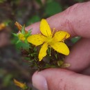 Hypericum perforatum L. subsp. angustifolium (DC.) A. Fröhl.Hypericum perforatum L. subsp. angustifolium (DC.) A. Fröhl.