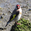 Carduelis carduelis (Linnaeus, 1758)Carduelis carduelis (Linnaeus, 1758)