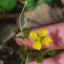 Potentilla erecta (L.) Raeusch.Potentilla erecta (L.) Raeusch.