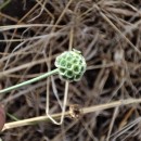 Scabiosa columbaria L.Scabiosa columbaria L.