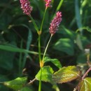 Persicaria maculosa GrayPersicaria maculosa Gray