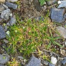 Sagina subulata (Sw.) C. PreslSagina subulata (Sw.) C. Presl