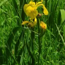 Iris pseudacorus L.Iris pseudacorus L.