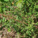 Genista berberidea LangeGenista berberidea Lange