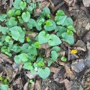 Viola riviniana Reichenb.Viola riviniana Reichenb.