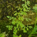 Anogramma leptophylla (L.) LinkAnogramma leptophylla (L.) Link