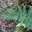 Dryopteris guanchica Gibby & JermyDryopteris guanchica Gibby & Jermy