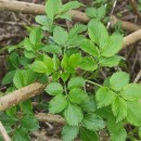 Sambucus nigra L.Sambucus nigra L.