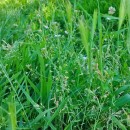 Capsella bursa-pastoris (L.) Medik.Capsella bursa-pastoris (L.) Medik.