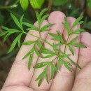 Silphiodaucus prutenicus (L.) Spalik, Wojew., Banasiak, Piwczyñski & Reduron subsp. dufourianus (Rouy & E.G.Camus) ReduronSilphiodaucus prutenicus (L.) Spalik, Wojew., Banasiak, Piwczyñski & Reduron subsp. dufourianus (Rouy & E.G.Camus) Reduron