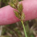 Carex leporina L.Carex leporina L.