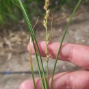 Carex divulsa  StokesCarex divulsa  Stokes